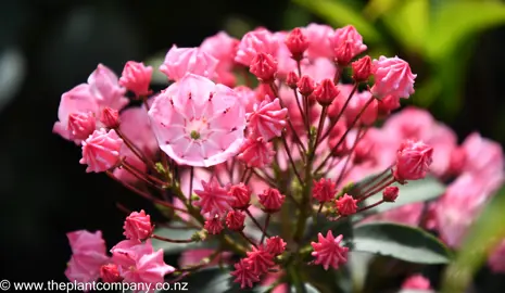 kalmia-pink-charm--2