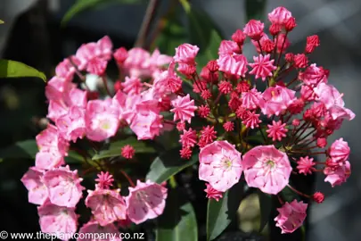 kalmia-pink-charm--3