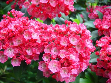 kalmia-pink-charm-