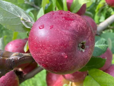 'Kingston Black' Apple fruit.