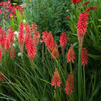 Kniphofia Dwarf Scarlet plant with red flowers.