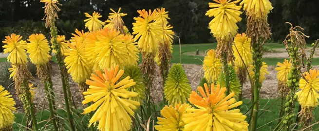 Kniphofia 'Ernest Mitchell' plants with yellow and orange flowers.