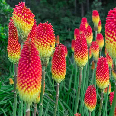 Kniphofia 'Flamenco' plant with red and yellow flowers.