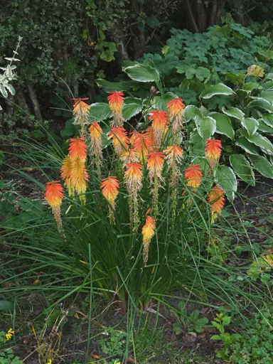 Kniphofia linearifolia plant with red flowers.