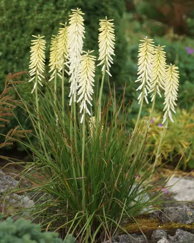 Kniphofia 'Little Maid' plant with cream-coloured flowers.