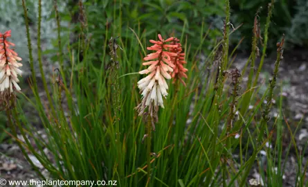 Kniphofia 'Orange Vanilla Popsicle' flowers and green foliage in a garden.