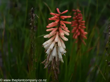 Kniphofia 'Orange Vanilla Popsicle' flowers.