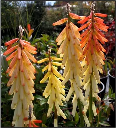 Kniphofia 'Peachy Cheeks' flowers.