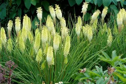 Kniphofia 'Pineapple Popsicle' plant with cream-coloured flowers and lush foliage.