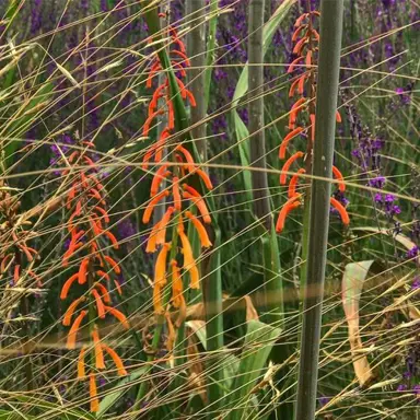 Kniphofia thompsonii pink flowers.