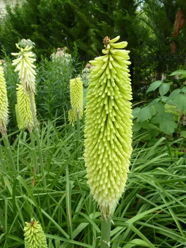 kniphofia-green-jade-