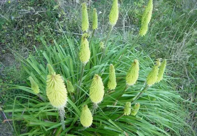 kniphofia-green-jade-1