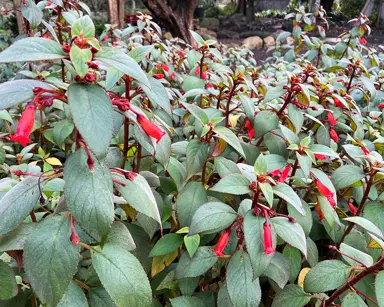 Kohleria hirusta plant with lush green leaves and red flowers.