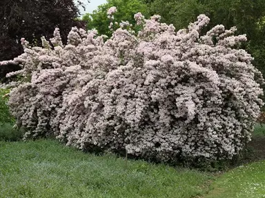 Kolkwitzia amabilis 'Pink Cloud' plant covered in pink flowers.