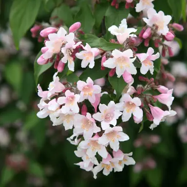 Kolkwitzia amabilis 'Pink Cloud' pink flowers.