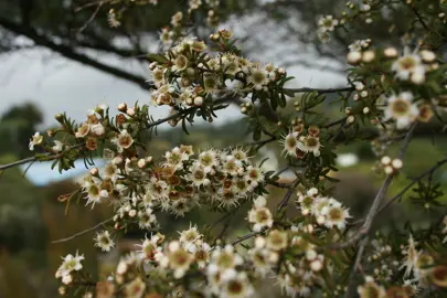 Kunzea microflora cream flowers and dark foliage.