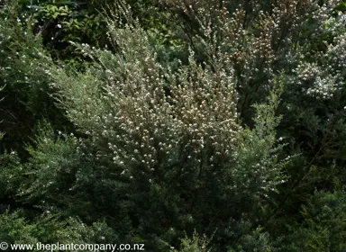 Kunzea triregensis plant green foliage with white flowers.