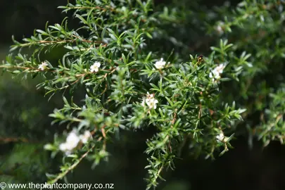 Kunzea triregensis green foliage with white flowers.