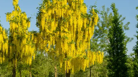 laburnum-vossii-1