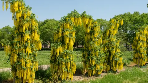 laburnum-vossii-6