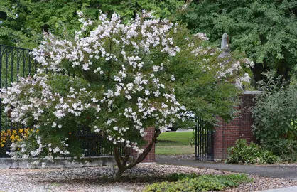 lagerstroemia-acoma-