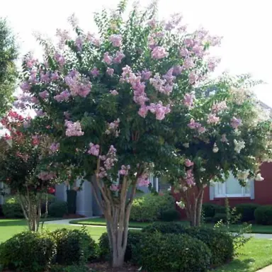 Lagerstroemia biloxi trees with pink flowers.