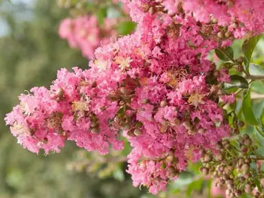 lagerstroemia-comanche-