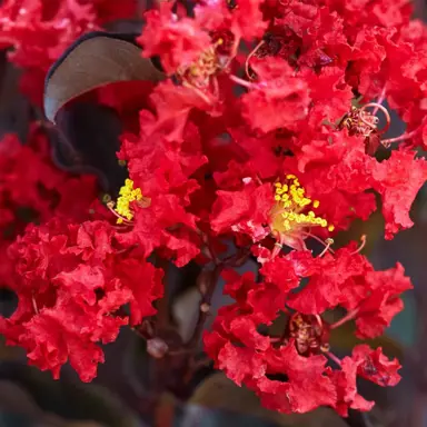 lagerstroemia-crimson-red--2