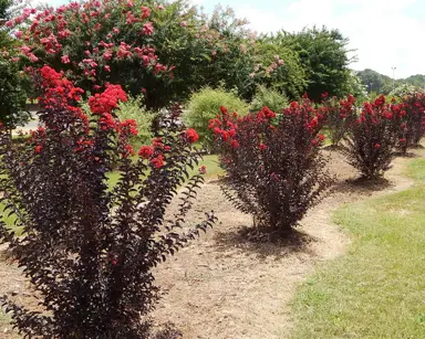 lagerstroemia-crimson-red--3