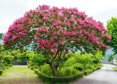 lagerstroemia-hopi-