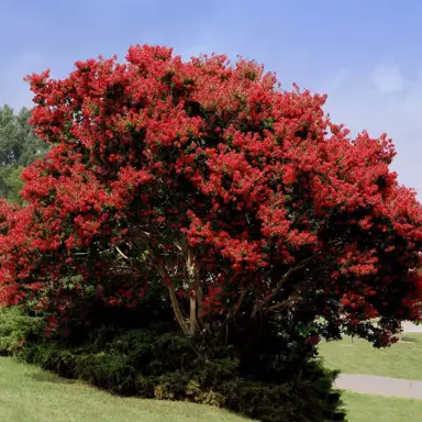 lagerstroemia-best-red-2