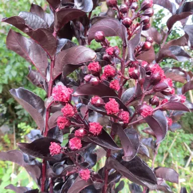 lagerstroemia-best-red-3