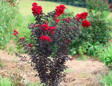 lagerstroemia-best-red-5