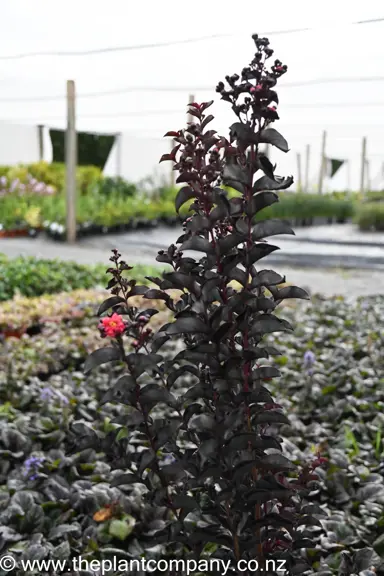 lagerstroemia-best-red-7