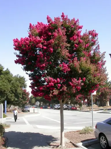 lagerstroemia-saint-emilion-2