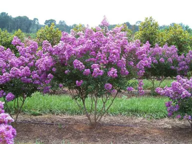 lagerstroemia-lipan-