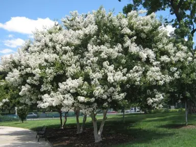 lagerstroemia-natchez-