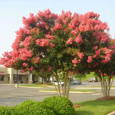 Lagerstroemia Tuscarora tree with masses of pink flowers.