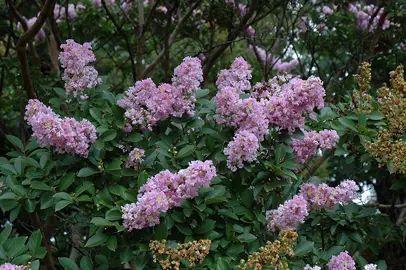 lagerstroemia-yuma-