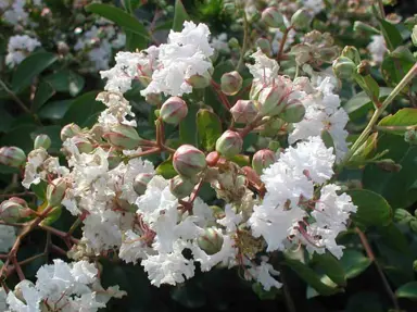 lagerstroemia-petite-snow-