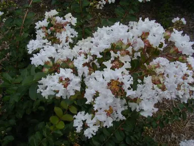 lagerstroemia-petite-snow-1