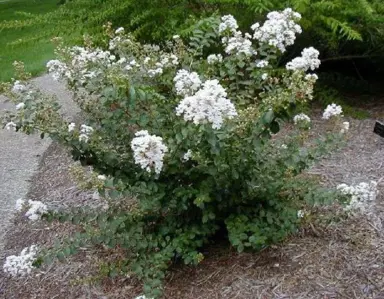 lagerstroemia-petite-snow-2