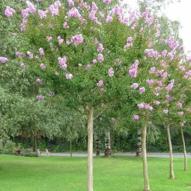 lagerstroemia-souvenir-dhubert-pouard-