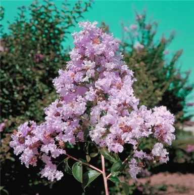 lagerstroemia-souvenir-dhubert-pouard-1