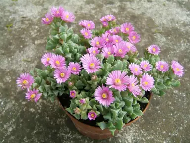 lampranthus-deltoides-