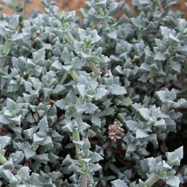 lampranthus-deltoides-4