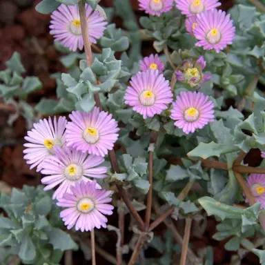 lampranthus-deltoides-5