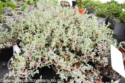 lampranthus-deltoides-7