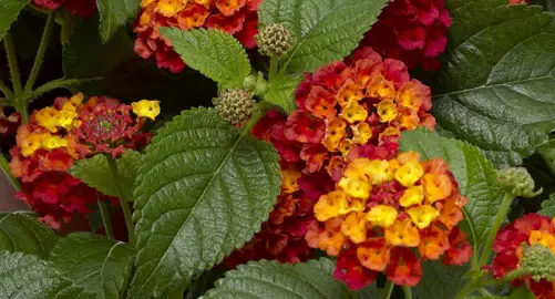 Lantana 'Bandolero Guava' orange and red flowers against green foliage.