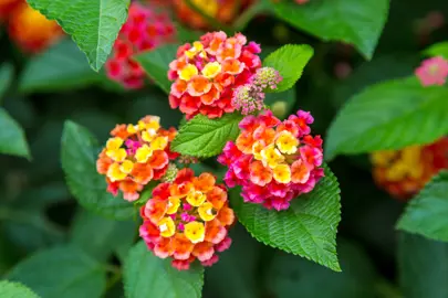 Lantana camara yellow and red flowers on green foliage.